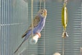 Indigo Budgerigar parrot