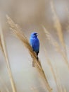 Indigo Bunting