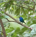 Indigo Bunting