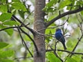 Indigo Bunting Bird in Forest: A brilliant blue Indigo bunting bird singing while perched on a tree in a dense and green forest Royalty Free Stock Photo