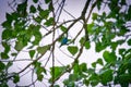 Indigo Bunting Bird perched on a branch surrounded by green leaves Royalty Free Stock Photo