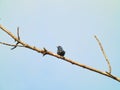 Indigo bunting bird perched on a lone tree branch on a somewhat cloudy summer day Royalty Free Stock Photo