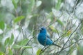 Indigo bunting bird perched on a tree branch. Royalty Free Stock Photo