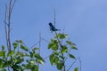 Indigo Bunting bird perched on a tree Royalty Free Stock Photo
