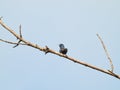 Indigo Bunting Bird with Vibrant Dark Blue Feathers is Perched on Tree Branch Royalty Free Stock Photo