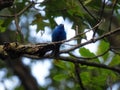 Indigo bunting blue bird perched in a tree Royalty Free Stock Photo