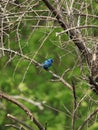 Indigo bunting Royalty Free Stock Photo