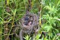 Indigo Bunting Nestlings 601643