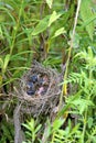 Indigo Bunting Nestlings 601645