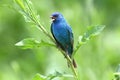 Indigo Bunting (Passerina cyanea) Royalty Free Stock Photo