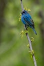 Indigo Bunting - Passerina cyanea Royalty Free Stock Photo