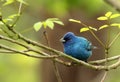 Indigo Bunting, Passerina cyanea Royalty Free Stock Photo