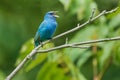 Indigo Bunting - Passerina cyanea Royalty Free Stock Photo