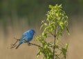 Indigo bunting Passerina cyanea perched on a branch Royalty Free Stock Photo