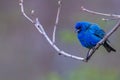 Indigo bunting Passerina cyanea perched on a tree branch during early spring. Royalty Free Stock Photo