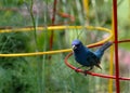 Beautifil Blue Indigo Bunting - Passerina cyanea