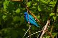 Indigo bunting perched on a tree branch Royalty Free Stock Photo