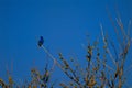 Indigo bunting Royalty Free Stock Photo