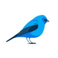 Indigo bunting is a small seed-eating bird in the cardinal family, Cardinalidae. Blue Bird Cartoon flat style beautiful