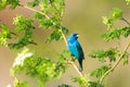 Indigo bunting in a tree