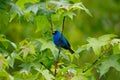 Indigo Bunting Raleigh NC