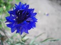 Indigo flower Royalty Free Stock Photo