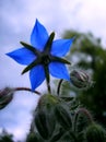 Indigo flower