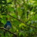 Indigo Flycatcher- Kinabalu Nationa Park, Malaysia, Borneo Royalty Free Stock Photo