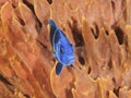 Indigo Hamlet in Front of a Barrel Sponge