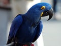 Indigo Macaw 4 Royalty Free Stock Photo