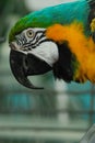 Indigo Macaw (Anodorhynchus leari)