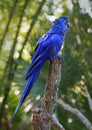 Indigo macaw at the top of a trunk