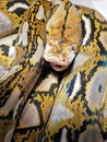 Indigo the retic python Royalty Free Stock Photo