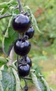 Indigo Rose black tomato