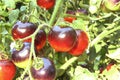 Indigo rose black tomato on tomato plant