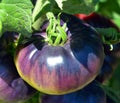 Indigo Rose organic tomato