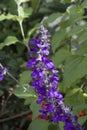 Indigo Spires Salvia 846337