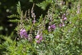 Indigofera australis or Australian Indigo bush with mauve flowers