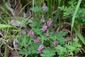 Indigofera pseudo-tinctoria flowers. Royalty Free Stock Photo