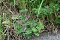 Indigofera pseudo-tinctoria flowers. Royalty Free Stock Photo