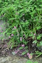 Indigofera pseudo-tinctoria flowers.