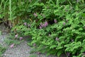 Indigofera pseudo-tinctoria flowers. Royalty Free Stock Photo