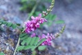 Indigofera pseudo-tinctoria flowers.