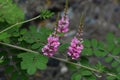 Indigofera pseudotinctoria Royalty Free Stock Photo