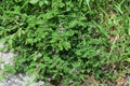 Indigofera pseudotinctoria False Indigo  flowers Royalty Free Stock Photo