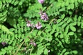 Indigofera pseudotinctoria False Indigo  flowers Royalty Free Stock Photo