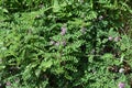 Indigofera pseudotinctoria False Indigo  flowers Royalty Free Stock Photo