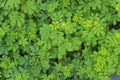 Indigofera tinctoria basma in garden.