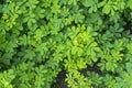 Indigofera tinctoria basma in garden.