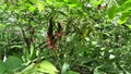 Indigofera Zollingeriana (Also called tarum, nila)